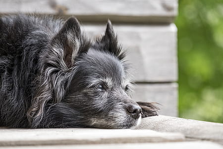 selective photo of adult gray long coat dog lying on bench