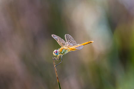 orange and green dragonfly on brown stem