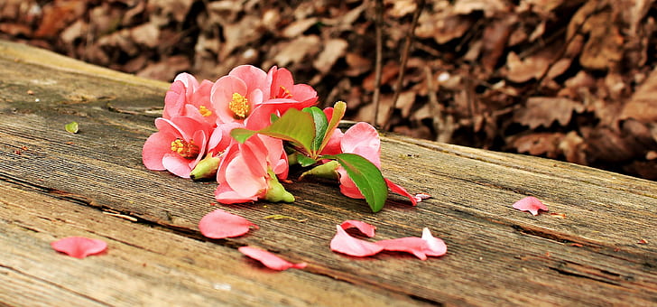 pink flowers on brown wooden surface during daytime