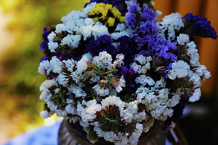 Close-up of Purple Flowers