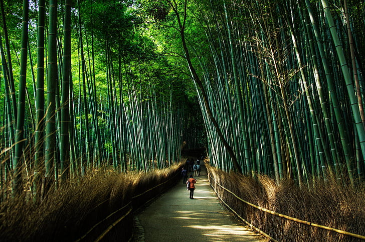 people walking road with surrounded with bamboo trees during daytrime