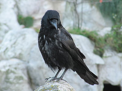 selective focus photography of black raven on stone