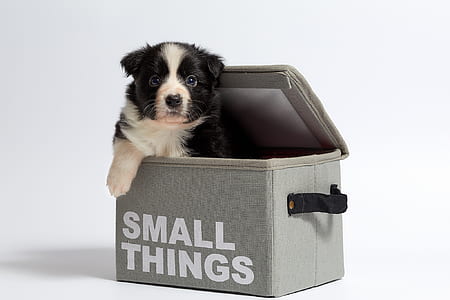 black and white border collie puppy in small things bag