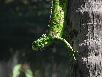 green iguana climbing brown tree during daytime