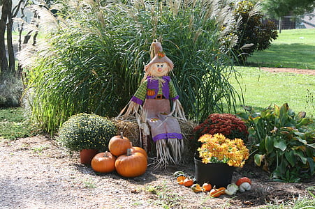 scarecrow and several pumpkins