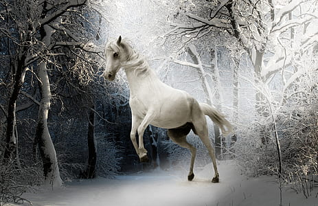 white horse and bare trees