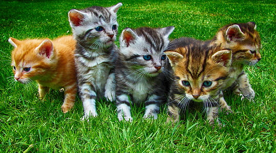 five tabby kittens on green grass