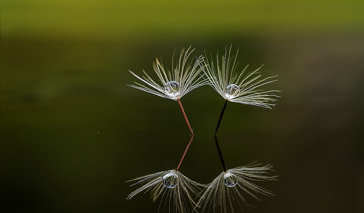 white dandelion reflection on water