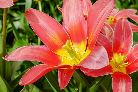 red-and-yellow petaled flowers