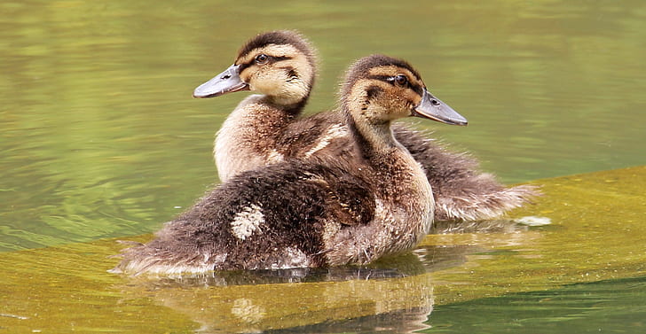 two brown ducklings at the body of water