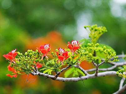 Red Flowers in Tree Photography