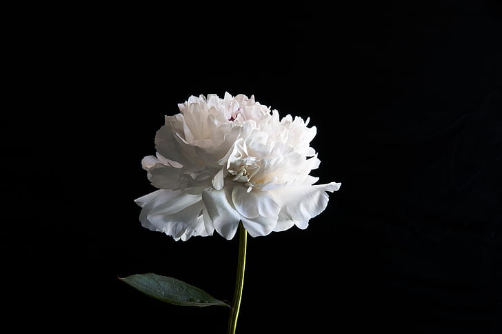white petaled flower with black background