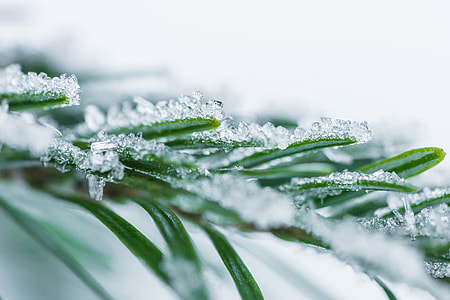 Pine Needles With Snow Crystals Close Up