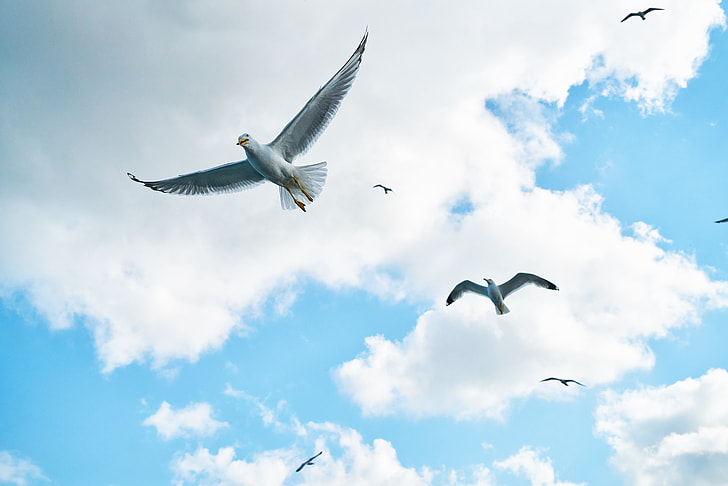low angle photography of several gulls flying