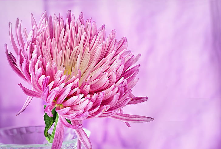 closeup photography of pink spider mum in clear glass vase