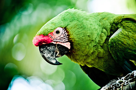 green bird in bokeh photography