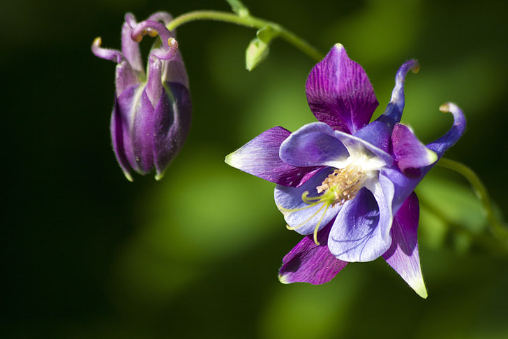 purple orchid flower in bloom