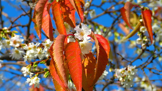 orange leaf tree at daytime