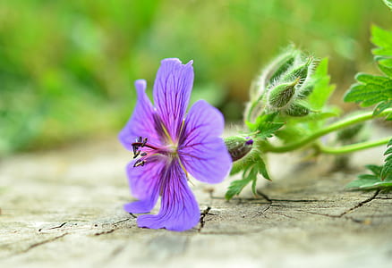 purple geranium flower in bloom close-up photo