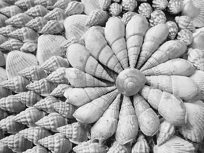 grayscale photo of seashells arranged into floral decor