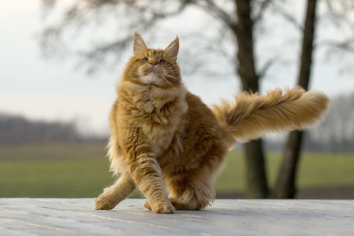 Royalty-Free photo: Long-fur brown and white cat | PickPik