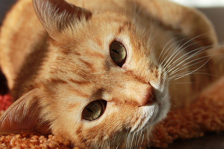 close view of orange tabby cat laying down on orange carpet