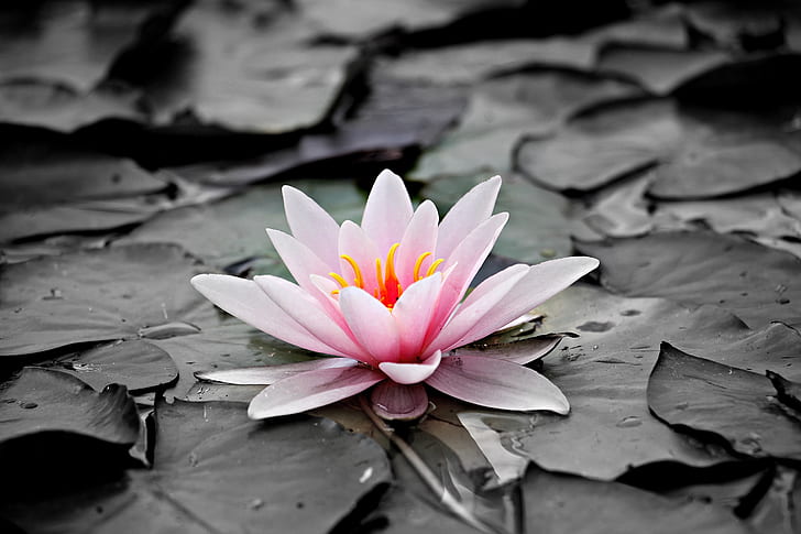 selective photography of lotus flower