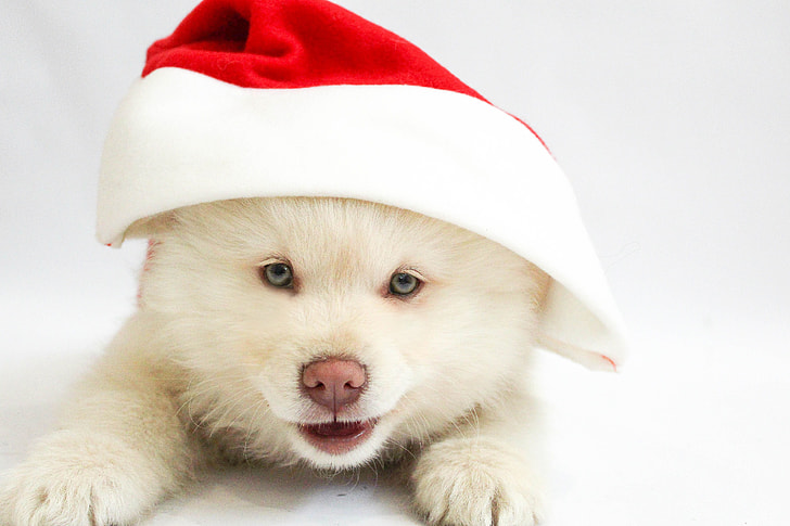 white bear wearing Santa Claus hat