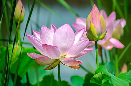 shallow focus photography of pink lotus