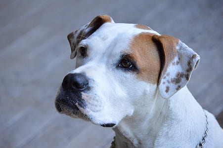 adult white and tan American pit bull terrier