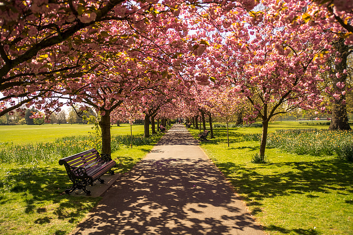 brown wooden bench under pink cherry blossom tree