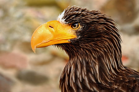 selective focus photography of yellow-beaked eagle