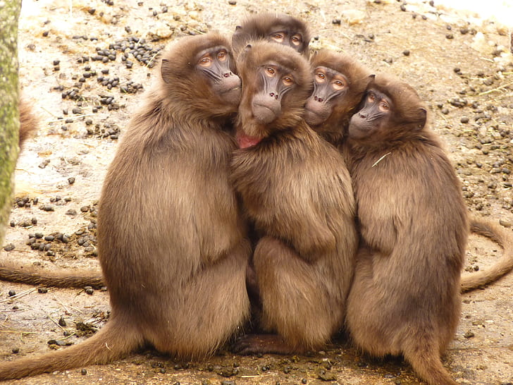 four brown primates