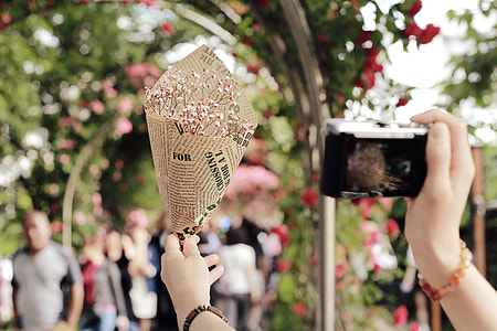 person taking photo of pink flower wrapped with paper in red rose vine covered arc at daytime