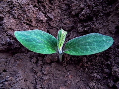 growing plant in soil