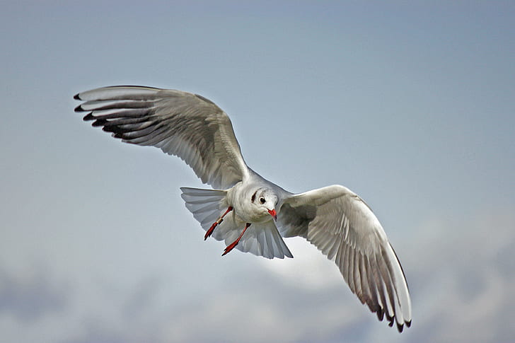 selective photography of white and black seagull flying during daytime