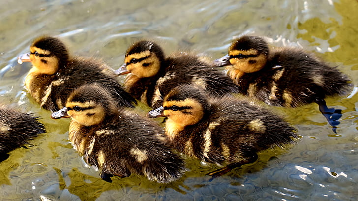 flock of brown ducklings