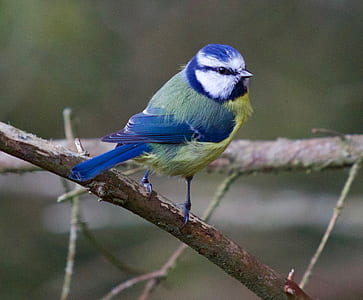 blue and yellow bird perching on tree