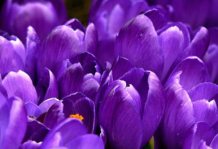 Close Up Photo of Purple Clustered Flower