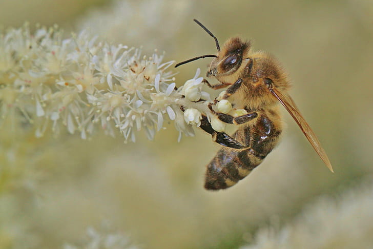 macro photography yellow and black honey bee on white petal flower