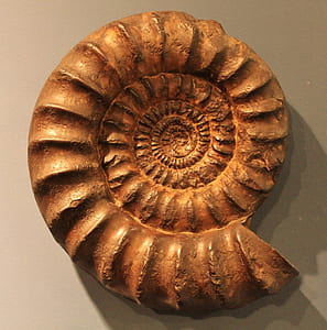 brown nautilus shell