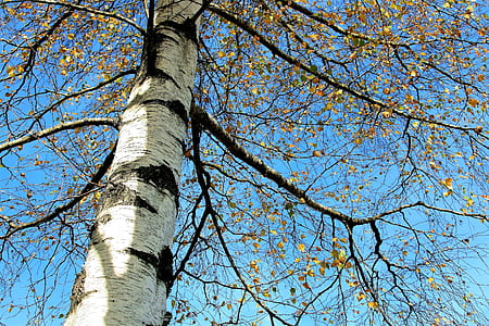 high angle photo of green leaf tree