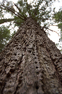 low-angle photography of tree