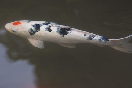 white and blue coy fish on body of water