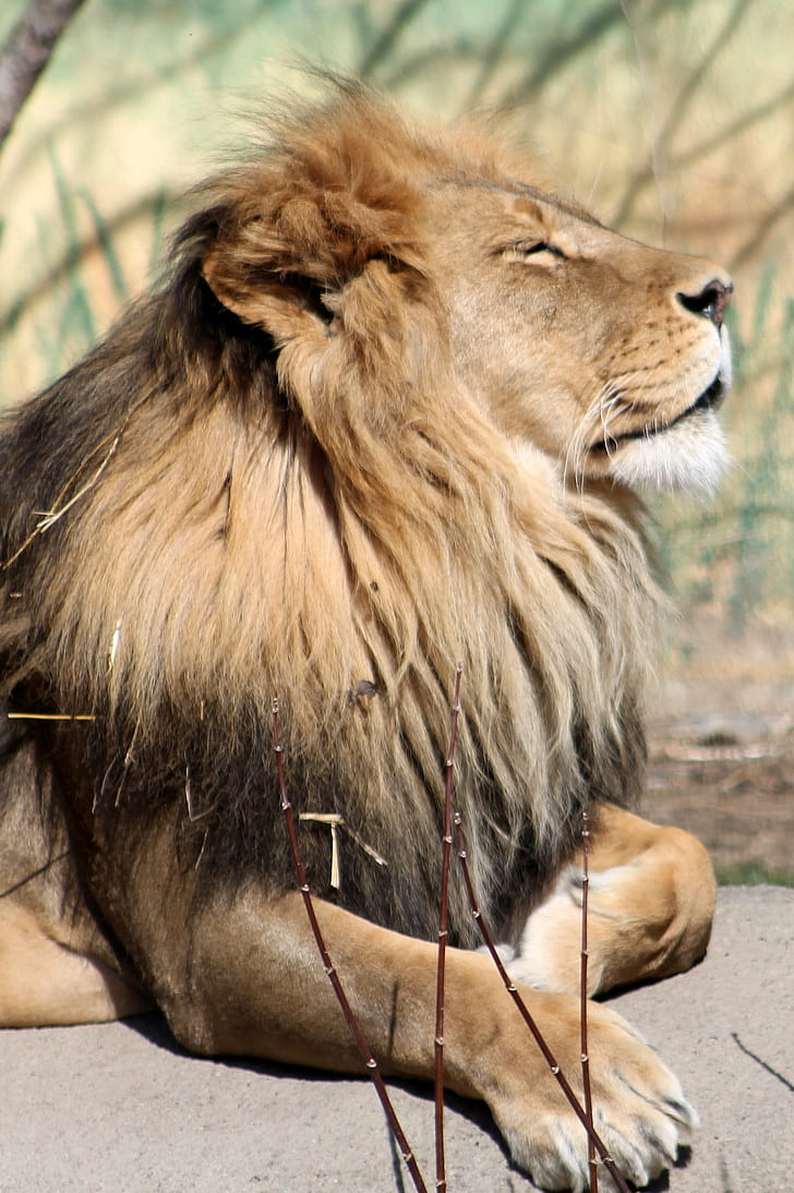 brown lion photo
