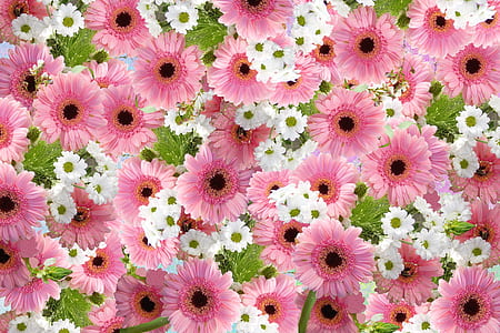 pink sunflower lot