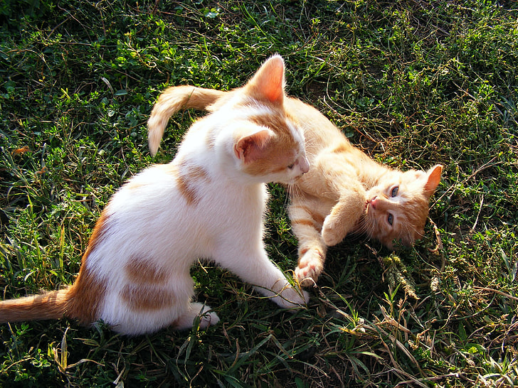 white and orange kittens on green grass