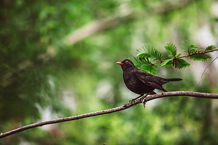 common blackbird perched on tree