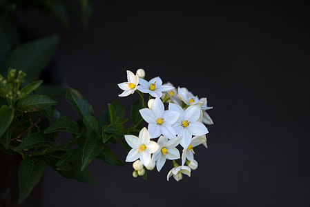 white and yellow petaled flowers