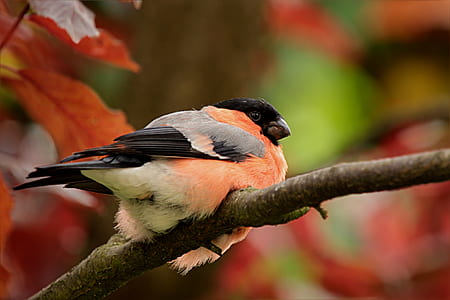 orange, gray, and black bird on brown tree branch in tilt shift lens photography